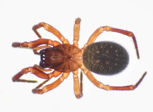 Robertus lividus - photo 2