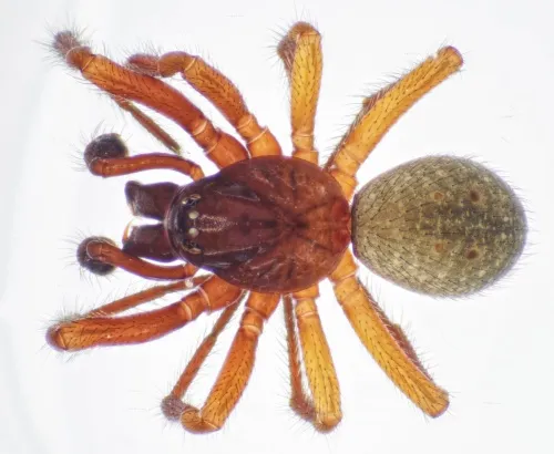Robertus lividus - photo 3