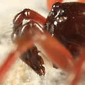 Robertus riparius