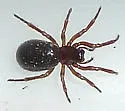 Robertus riparius - photo 2