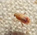 Roburocoris exiguus