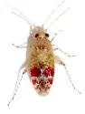 Roburocoris exiguus - photo 2
