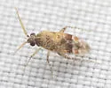 Roburocoris exiguus - photo 3