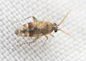 Roburocoris exiguus - photo 4