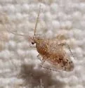 Roburocoris maculosus - photo 2