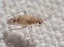 Roburocoris maculosus - photo 3