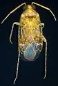 Roburocoris maculosus - photo 4