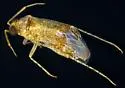 Roburocoris maculosus - photo 5