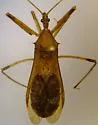 Rocconota annulicornis