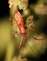 Rocconota annulicornis - photo 2