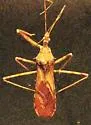 Rocconota annulicornis - photo 4
