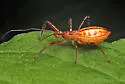 Rocconota annulicornis - photo 5