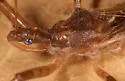 Rocconota tuberculigera - photo 2