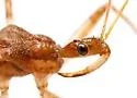 Rocconota tuberculigera - photo 3