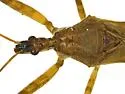Rocconota tuberculigera - photo 4