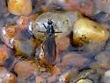Roederiodes distinctus - photo 2