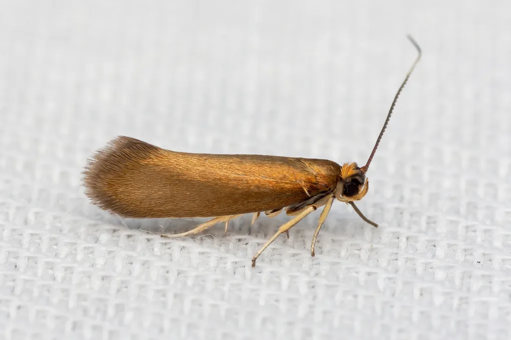 Roeslerstammia erxlebella - photo 2