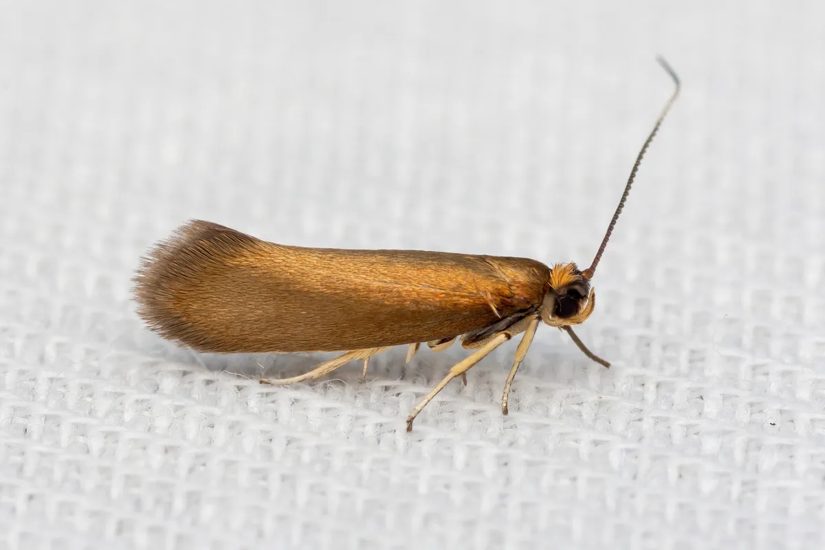 Roeslerstammia erxlebella - photo 3