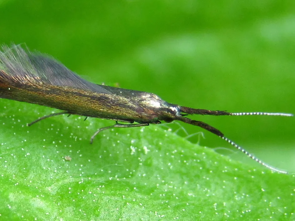 Roeslerstammia nitidella - photo 3