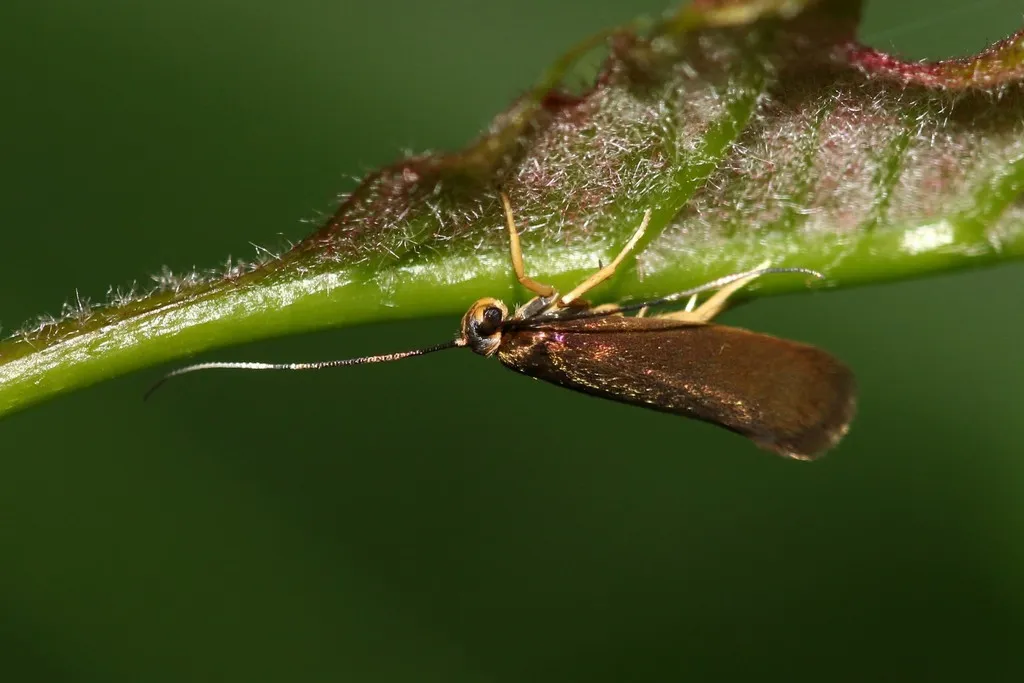 Yellow Ermel - photo 2