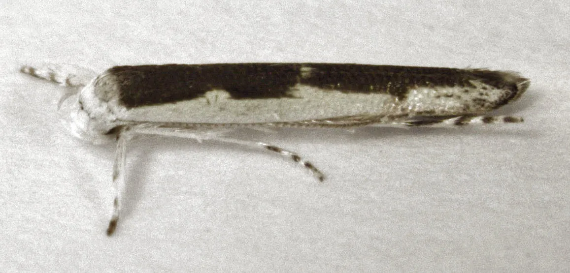 Roeslerstammiidae - photo 3