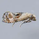 Kearfott's Rolandylis Moth - Hodges#3838 - Rolandylis maiana