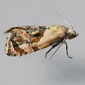 Kearfott's Rolandylis Moth - Hodges#3838 - photo 2