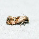 Kearfott's Rolandylis Moth - Hodges#3838 - photo 3