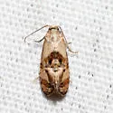 Kearfott's Rolandylis Moth - Hodges#3838 - photo 4