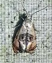Kearfott's Rolandylis Moth - Hodges#3838 - photo 5