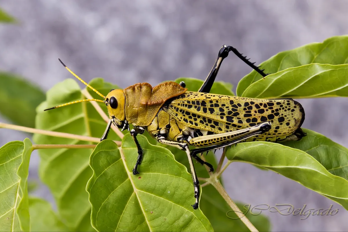 Romalea auricornis - photo 3