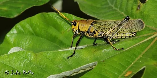 Romalea picticornis