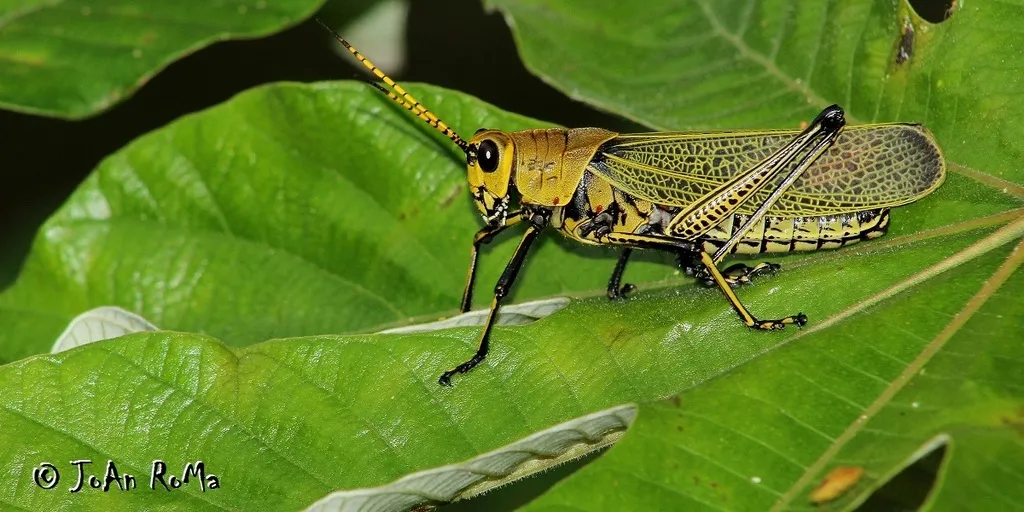 Romalea picticornis - photo 2