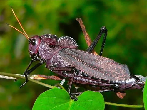 Reticulate lubber grasshopper
