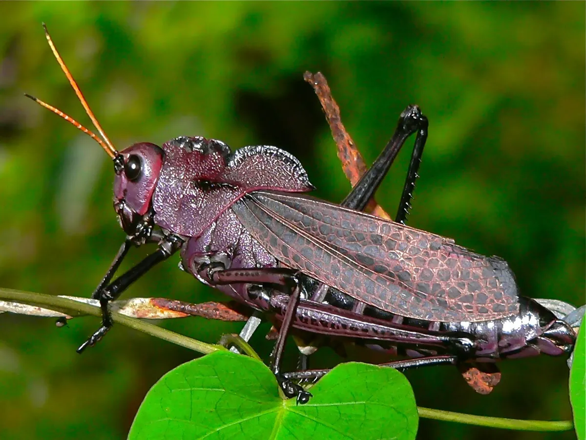 Reticulate lubber grasshopper - photo 3