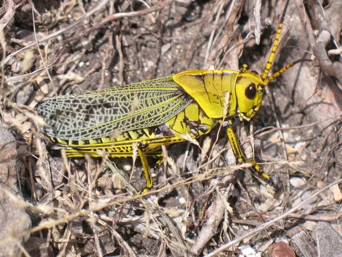 Romalea tamaulipensis