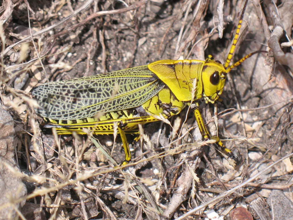 Romalea tamaulipensis - photo 2