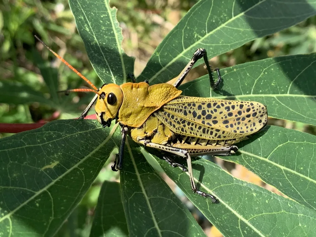 Romalea varipennis - photo 2