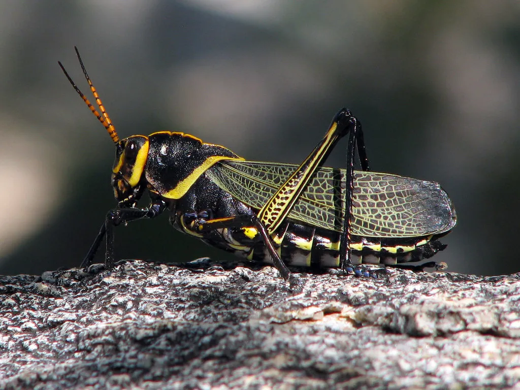 Lubber Grasshoppers - photo 3