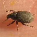 Crusted Root Weevil
