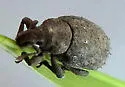 Crusted Root Weevil - photo 2