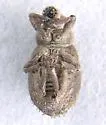 Crusted Root Weevil - photo 3