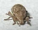 Crusted Root Weevil - photo 4