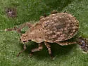 Crusted Root Weevil - photo 5