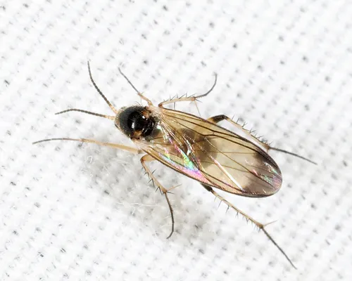 Rondaniella dimidiata