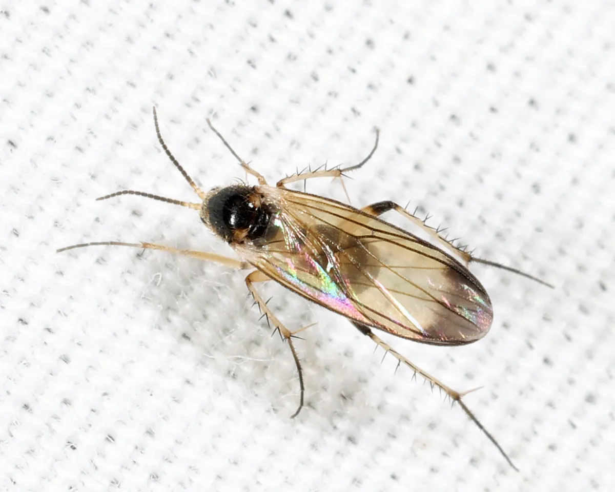 Rondaniella dimidiata - photo 2