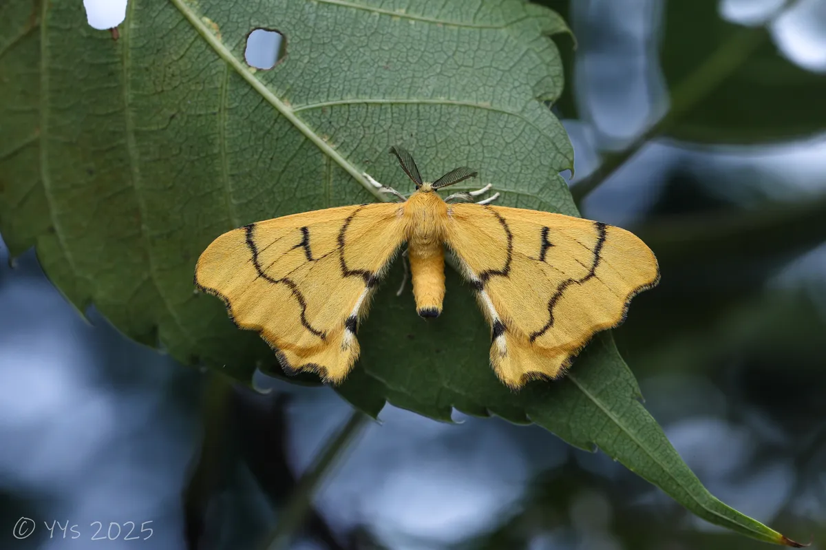 Rondotia menciana - photo 3
