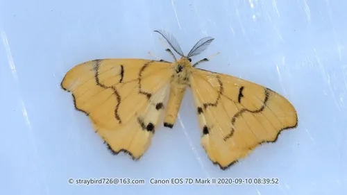 Rondotia menciana - photo 5