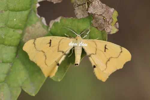 Rondotia menciana - photo 6