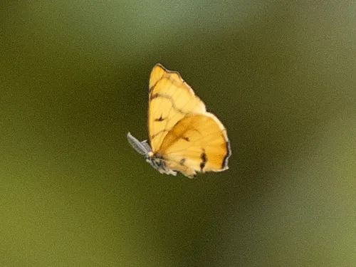 Rondotia menciana - photo 7